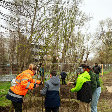 Umgestaltung Park Schönfeld-Ost: Schulkinder bauen Weidentipis