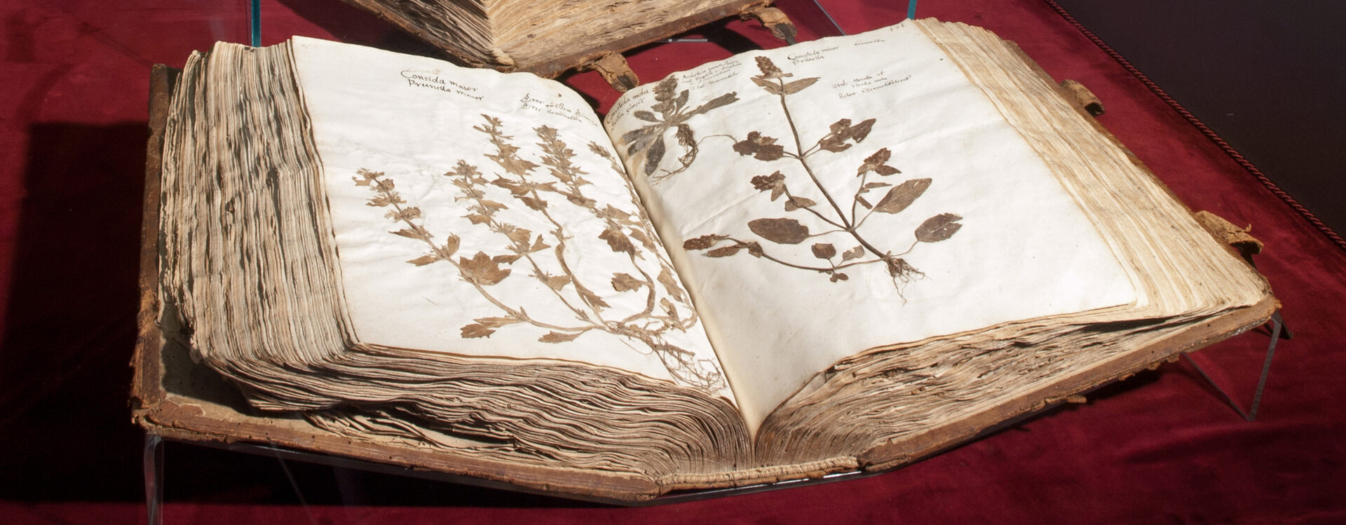 Aufgeschlagener Band des Herbarium Ratzenberger von 1592. Drei Pflanzen sind auf Papier geklebt.