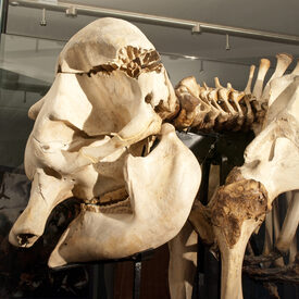 Durch eine Detailaufnahme des Goetheelefanten wird der Schädelbasisbruch deutlich.