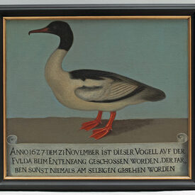 Gemälde auf dem ein Gänsesäger abgebildet ist. Bildunterschrift: Anno 1627 dem 21 November ist dieser Vogell auf der Fulda beim Entenfang geschossen worden, der Farben sonst niemals am selbigen gesehen worden.