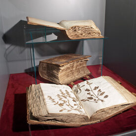 Das Herbarium Ratzenberger in der historischen Dauerausstellung auf rotem Samt drapiert.