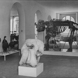 Schwarz-Weiß-Foto aus der Ausstellung im Mittelgang des Erdgeschosses nach dem Umbau 1929. Im Vordergrund der Schädel eine Afrikanischen Elefanten, im Hintergrund das Skelett des Goethe-Elefanten.