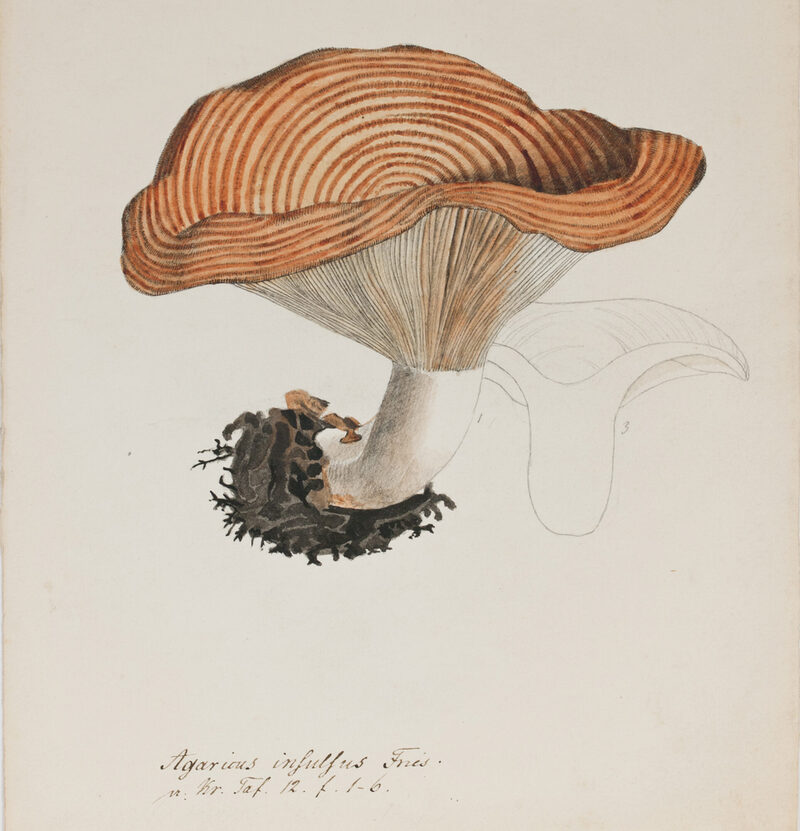 Farbige Zeichnung eines Pilzes von Heinrich Eisenach aus dem 19. Jahrhundert.
