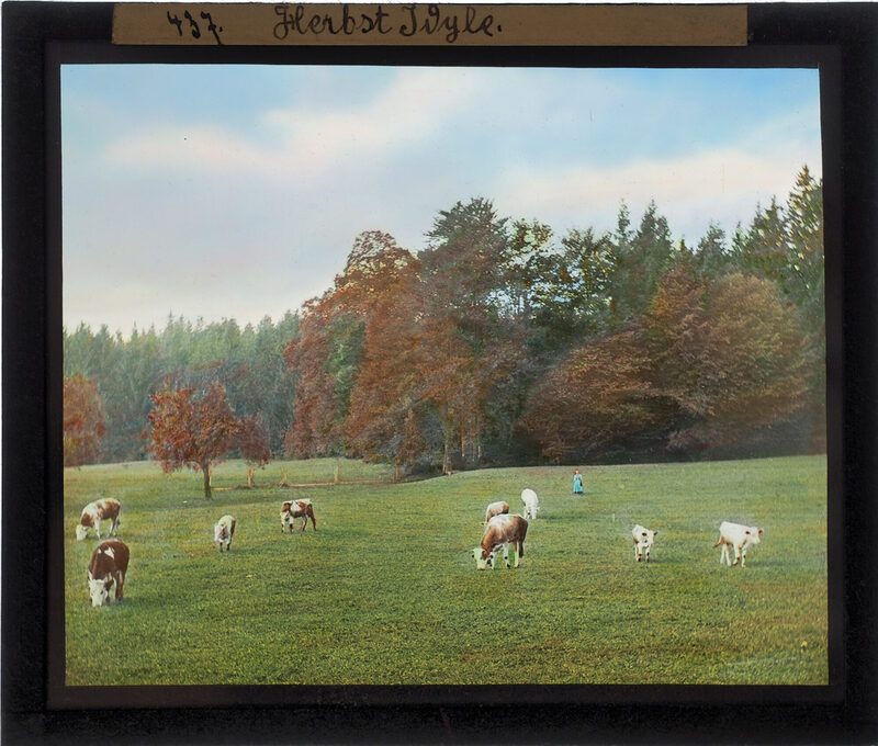 Handkolorierte Aufnahme eines von Josef Hanel um 1920 hergestekllten Glasdias. Abgebildet sind Kühe auf einer Wiese, im Hintergrund Wald.
