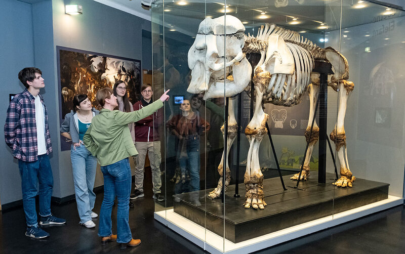 Eine Gruppe betrachtet neugierig das Skelett des Goethe-Elefanten mit dem großen Rüsselloch am Schädel.